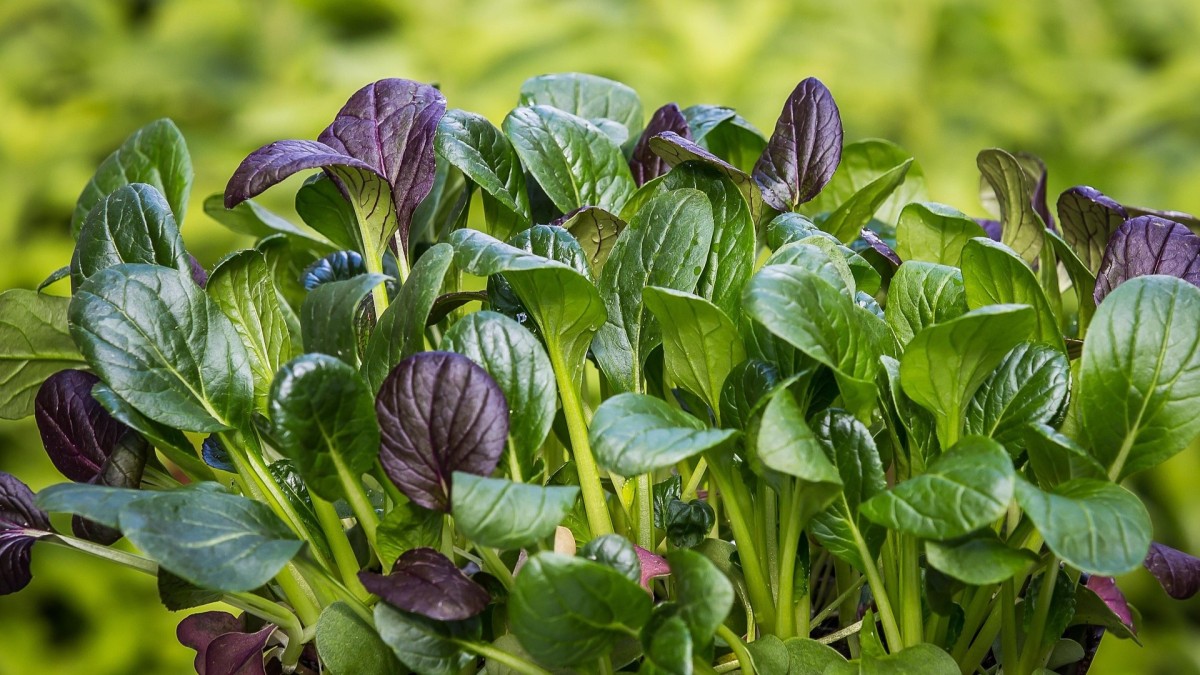 quando si seminano gli spinaci