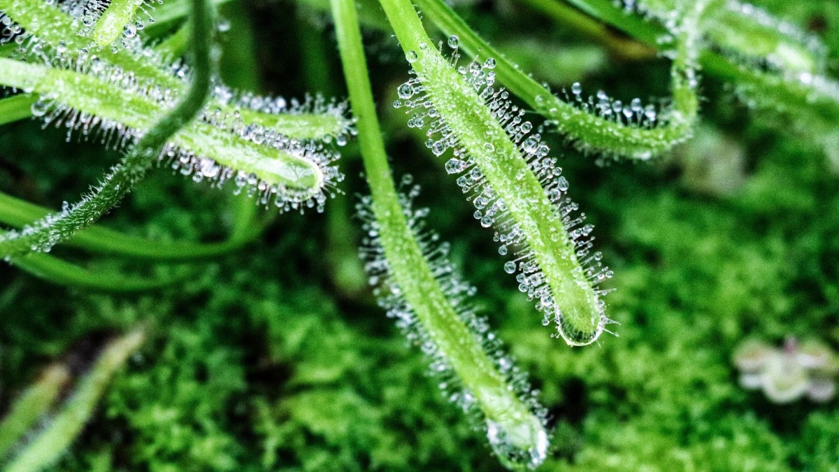 coltivare la drosera