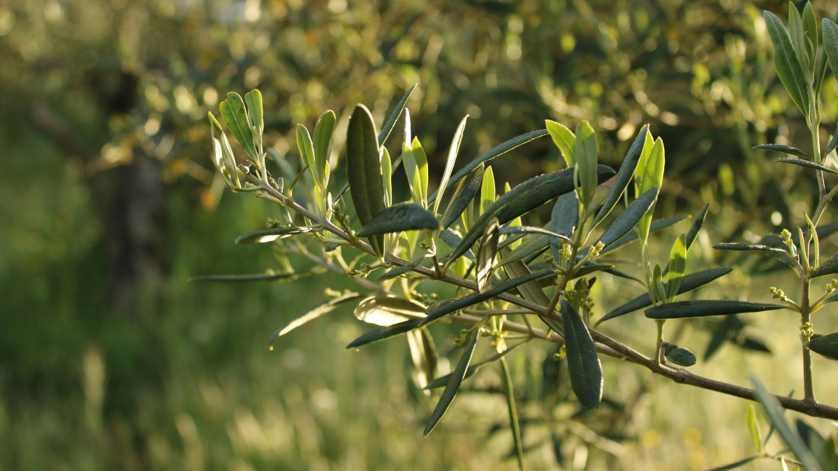 bonsai ulivo coltivazione