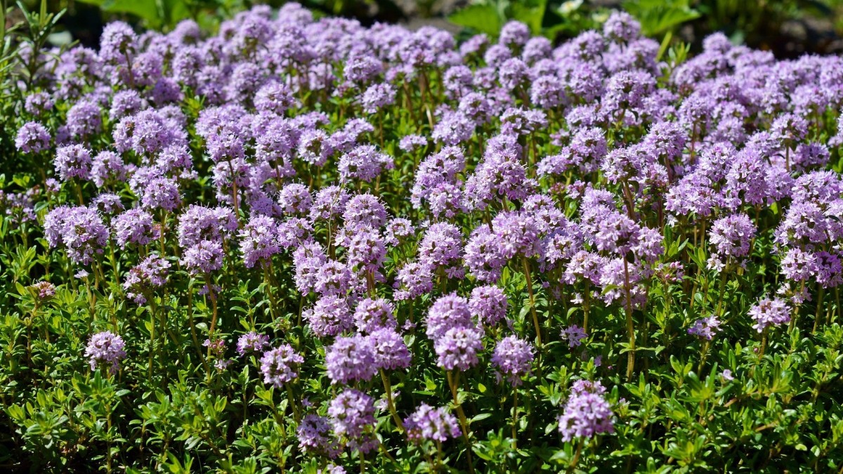 come coltivare il timo in casa