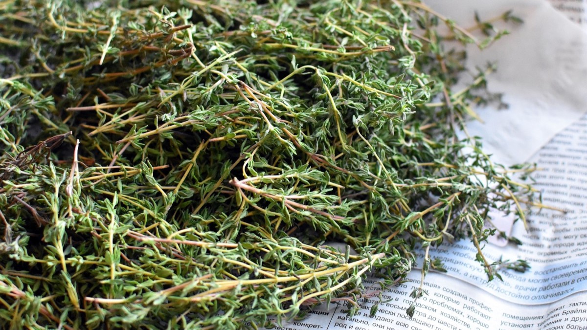 come coltivare il timo in casa