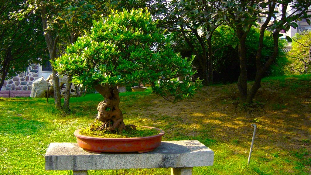 bonsai ulivo coltivazione