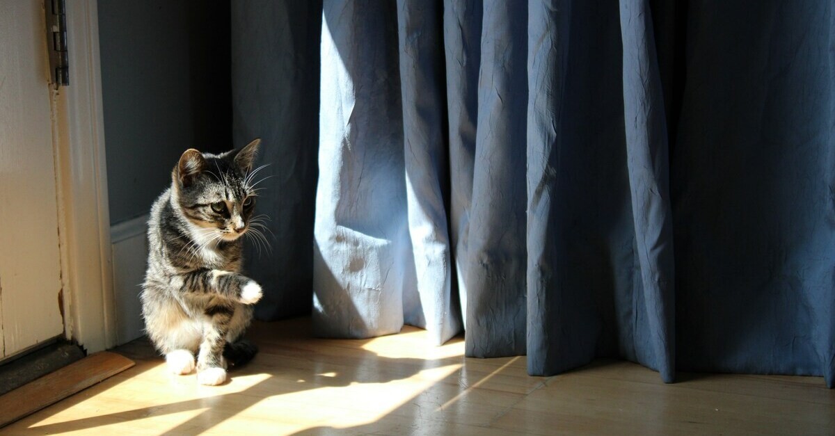 Un gattino gioca con l'orlo delle tende