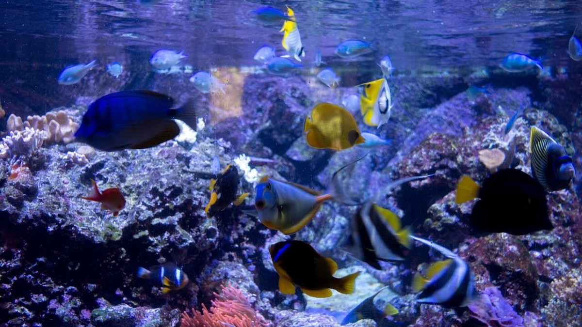 acquario milano