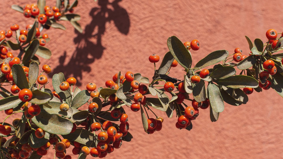 coltivare il lentisco