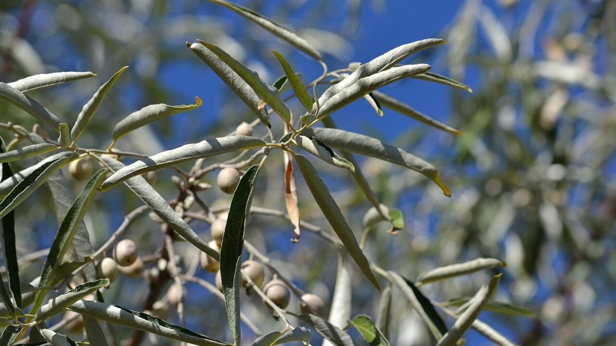 come coltivare l'eleagno