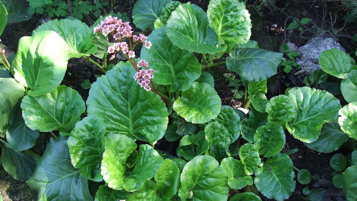 bergenia