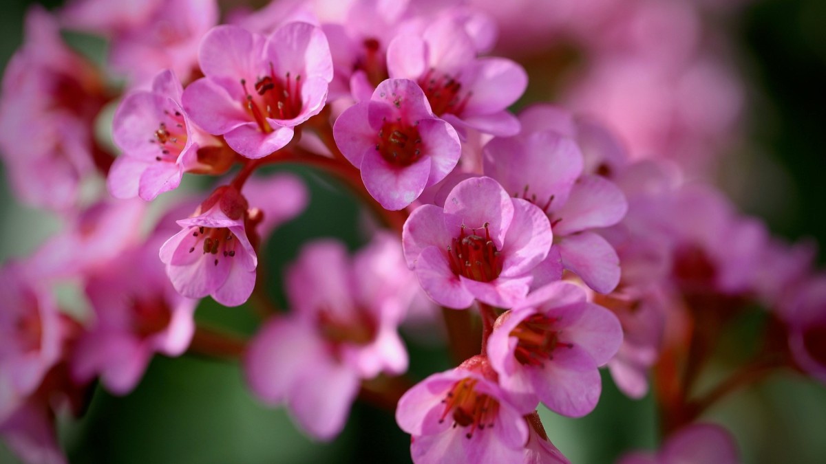 coltivare la bergenia
