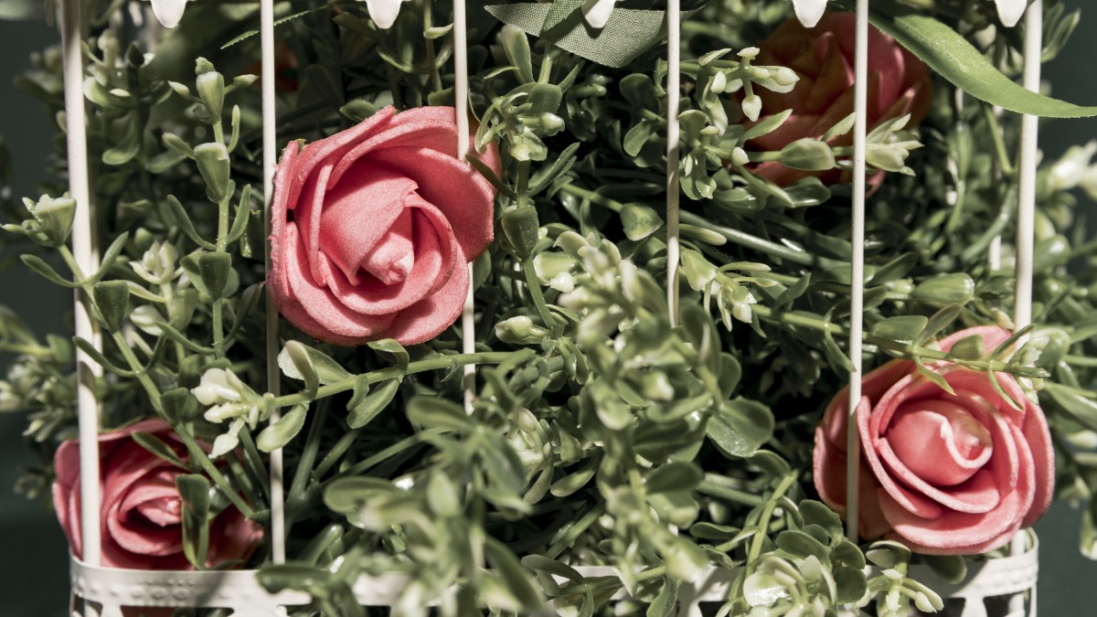 rose rampicanti in vaso