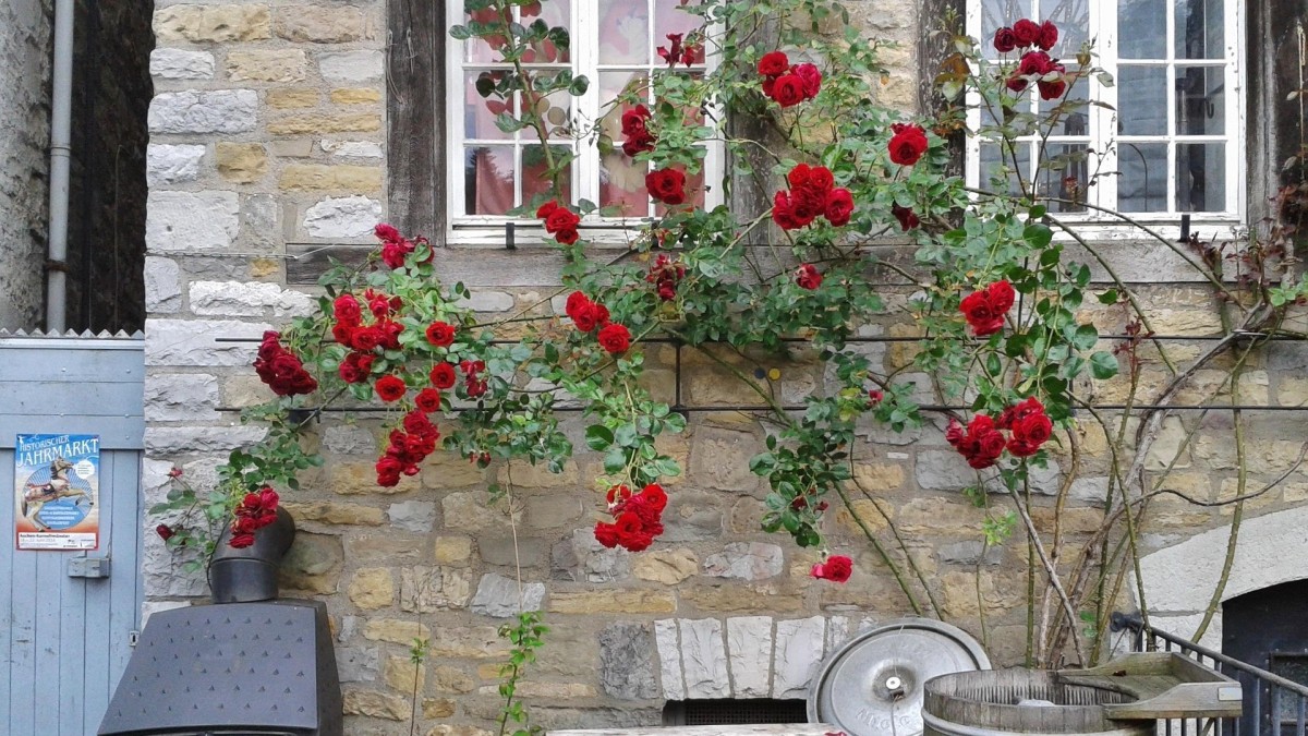 rose rampicanti in vaso