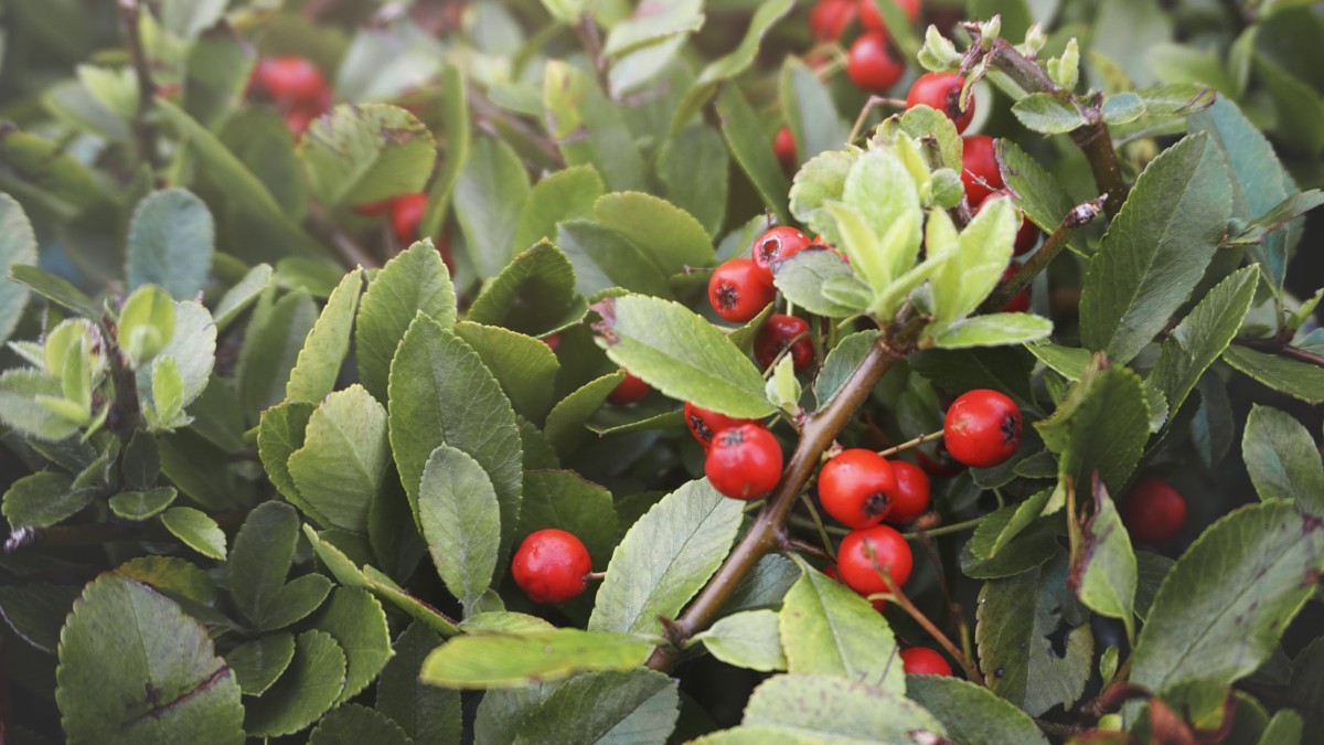 coltivare il lentisco