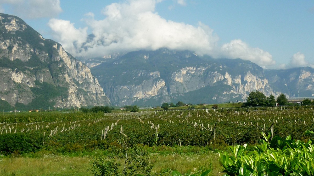 vini tipici trentino alto adige