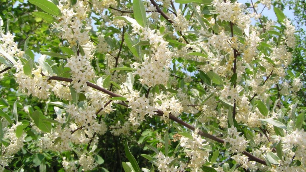 come coltivare l'eleagno