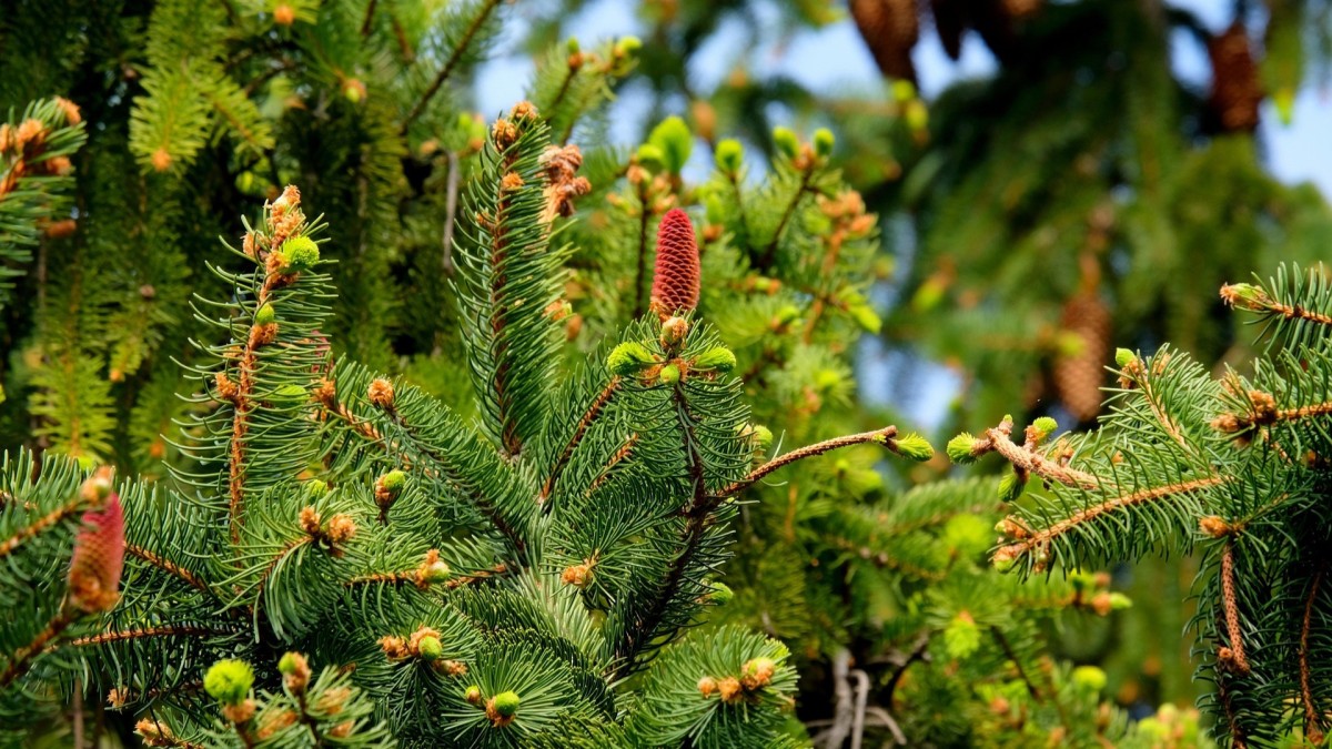 malattie conifere