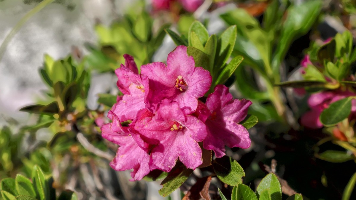 coltivare rosa alpina