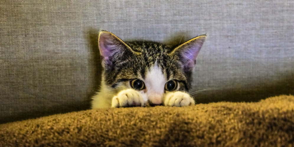 come proteggere gli animali dai botti di capodanno 