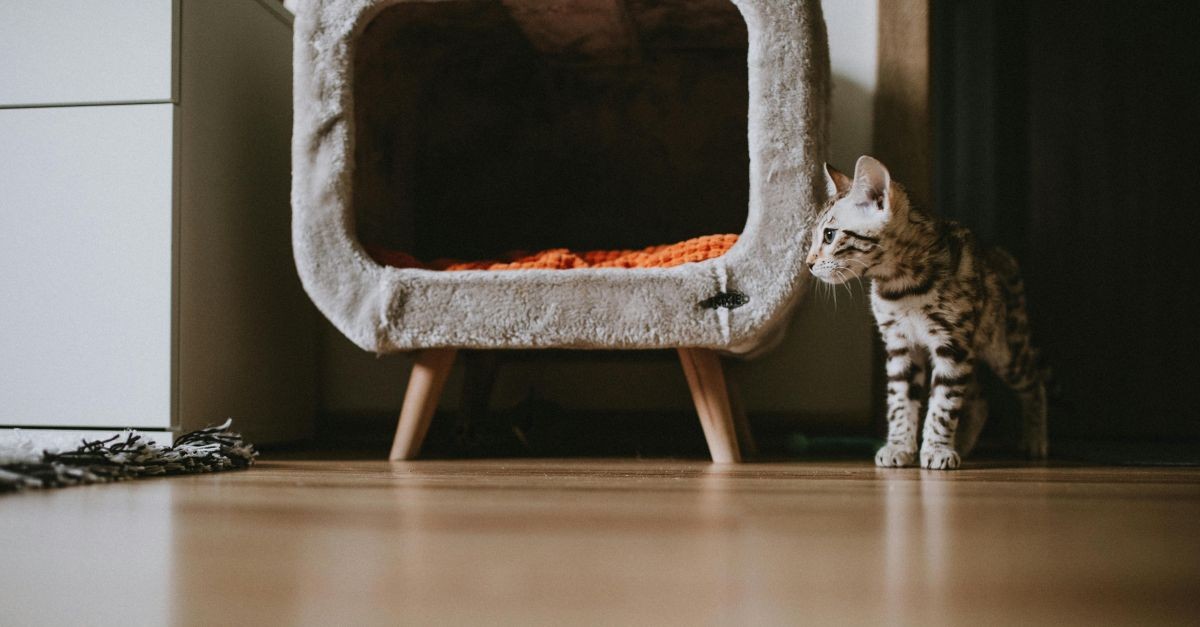 gatto all'entrata della sua cuccia 