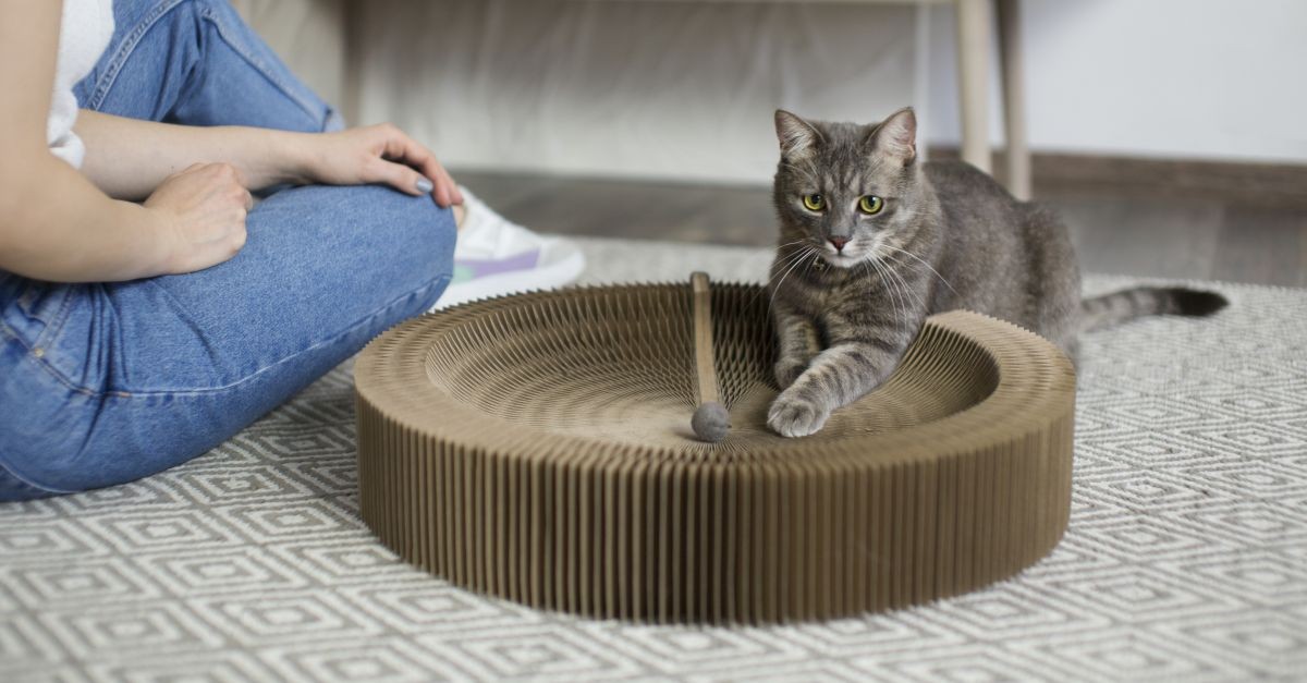 gatto che sta entrando nella sua cuccia