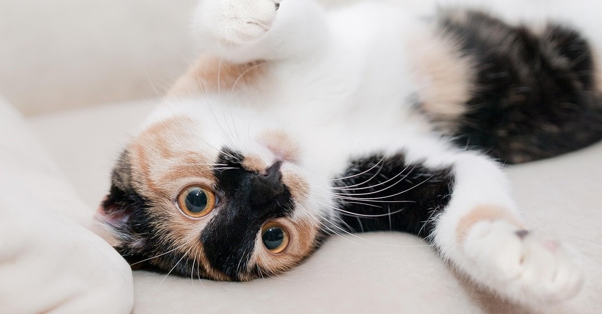 gatto nella sua cuccia