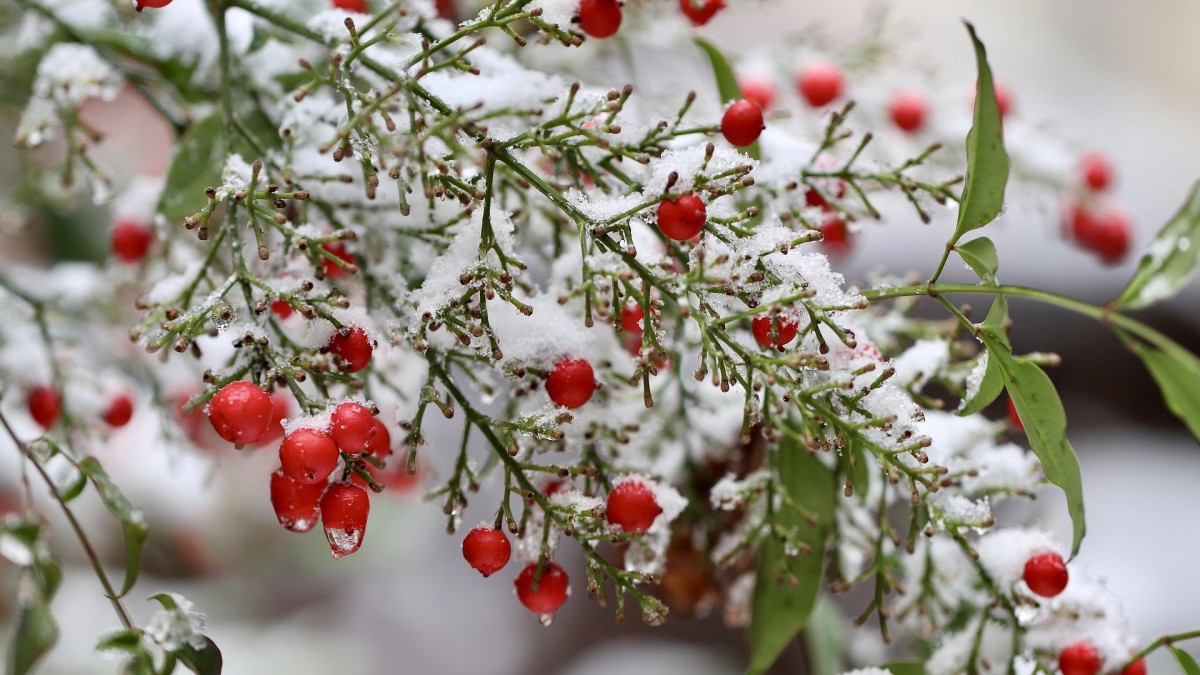 coltivare la nandina domestica