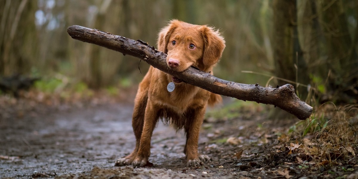 Un cane mentre gioca