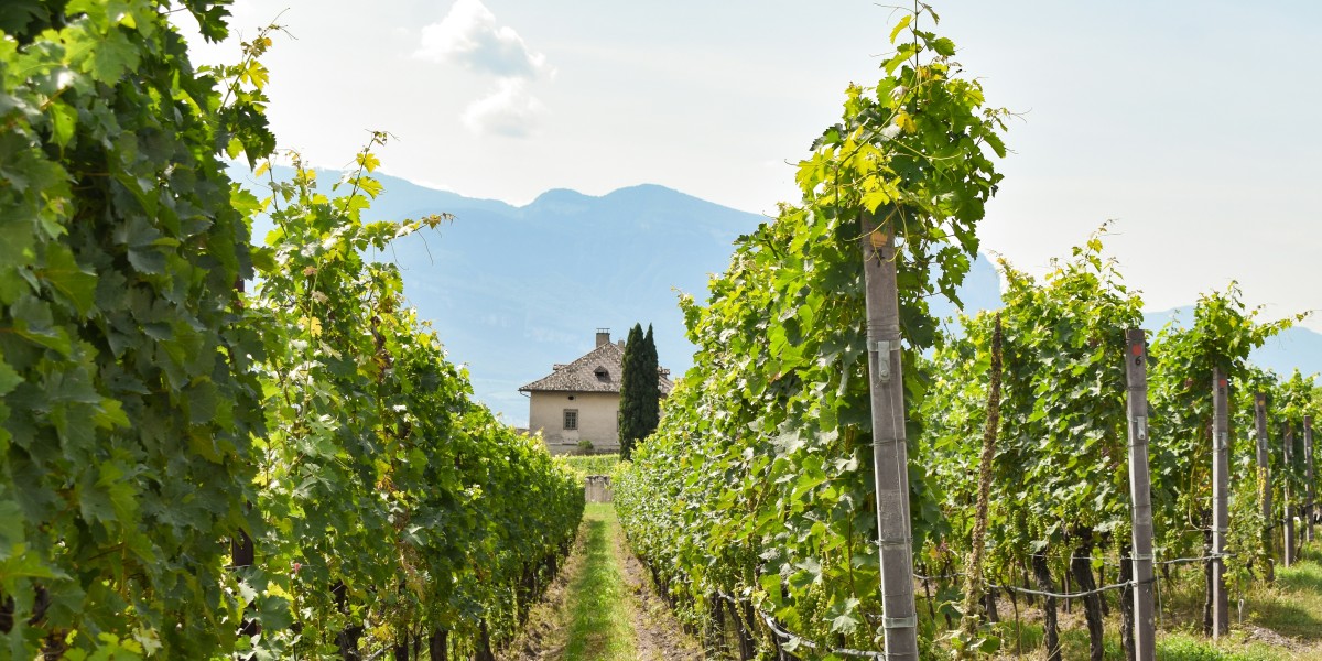 Italy EU's biggest wine producer