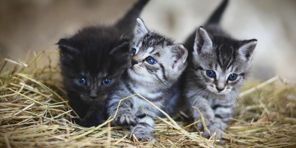 come proteggere gli animali dai botti di capodanno 