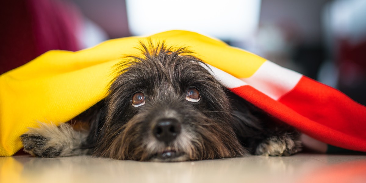 come proteggere gli animali dai botti di capodanno 