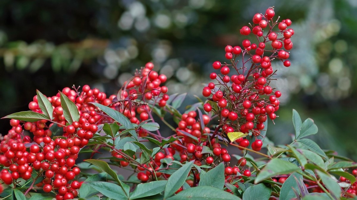 coltivare la nandina domestica