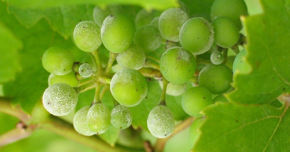 oidio su grappolo di uva