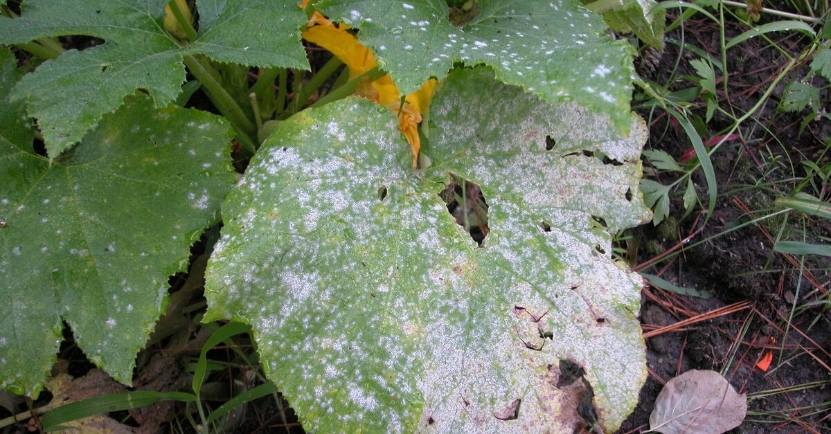oidio sulle piante di zucca