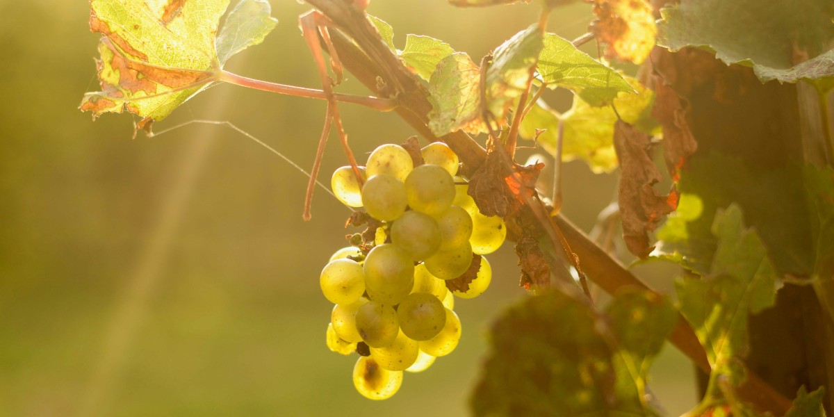 Sparkling wines in Italy