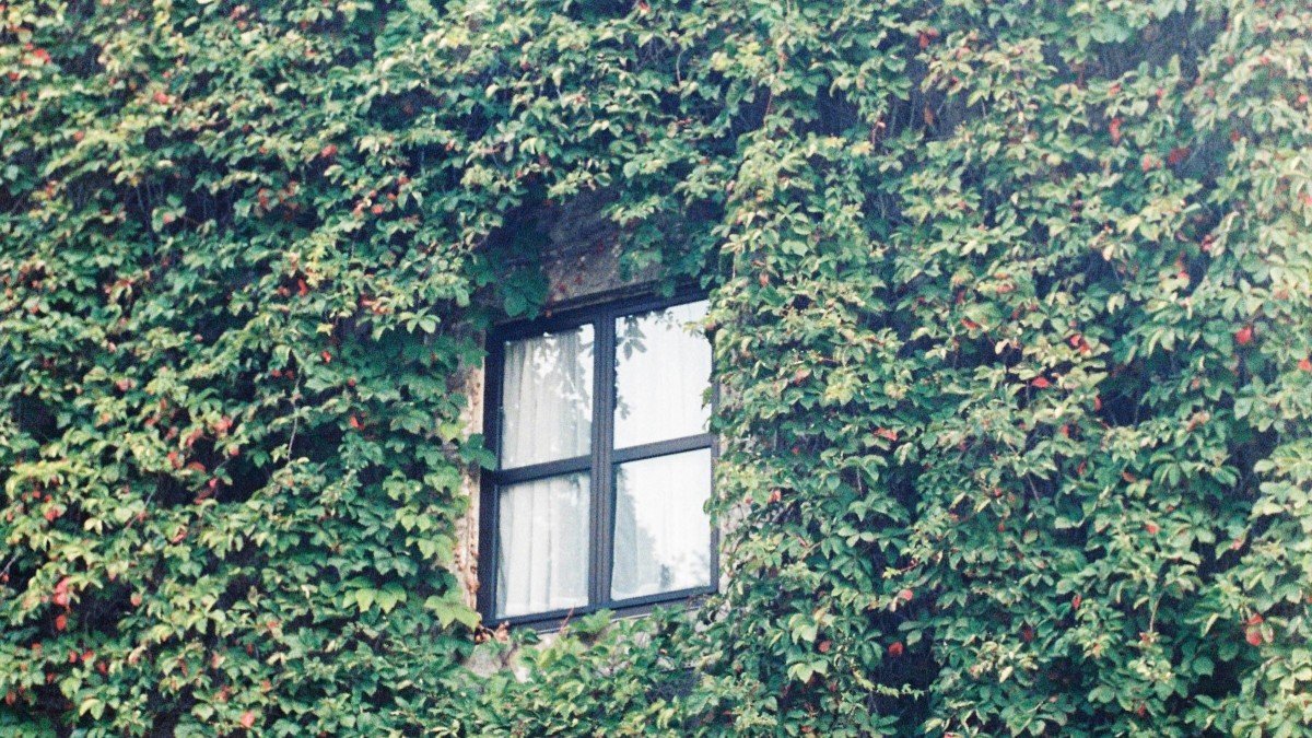 piante rampicanti muri