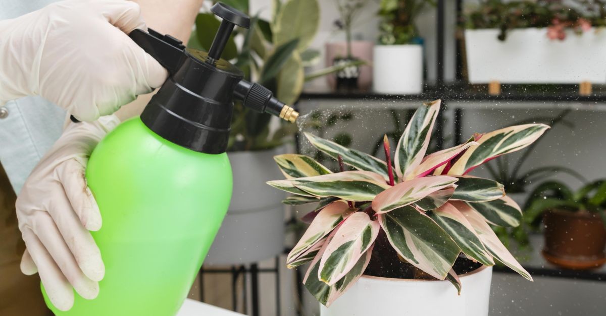 persona che tratta pianta con soluzione a base di sapone molle