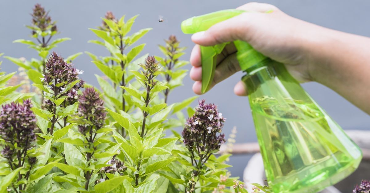 persona che tratta pianta con un insetto che vola