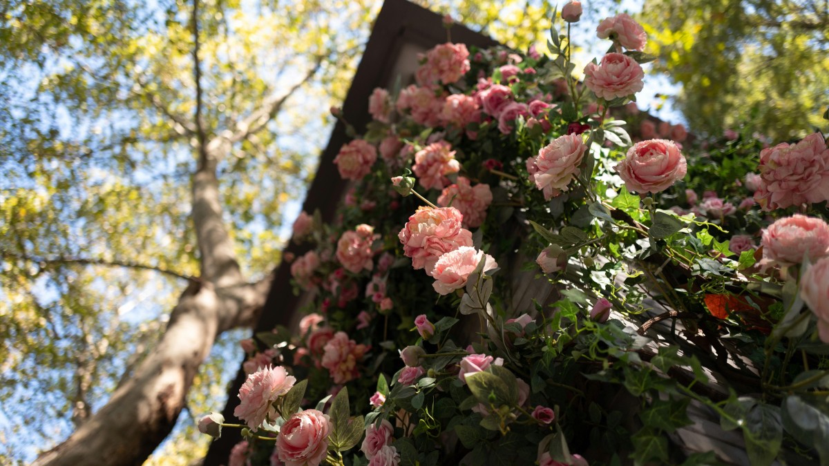 rose rampicanti in vaso