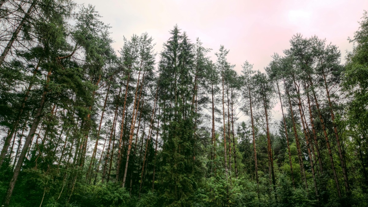 malattie delle conifere