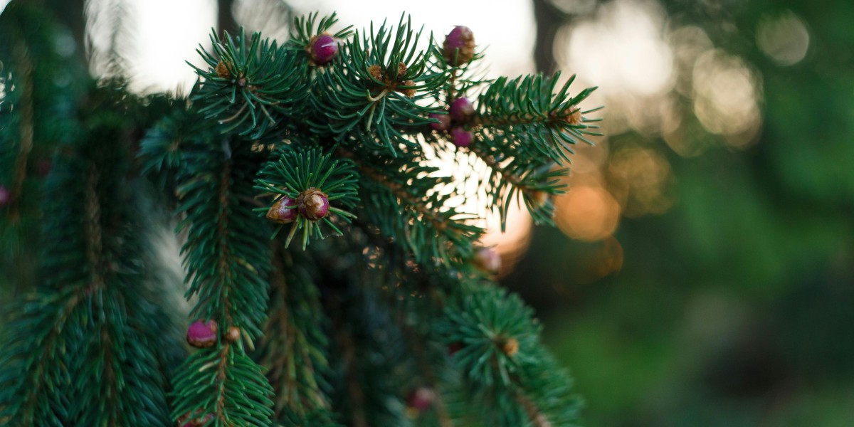 quando si fa e quando si toglie l'albero di natale