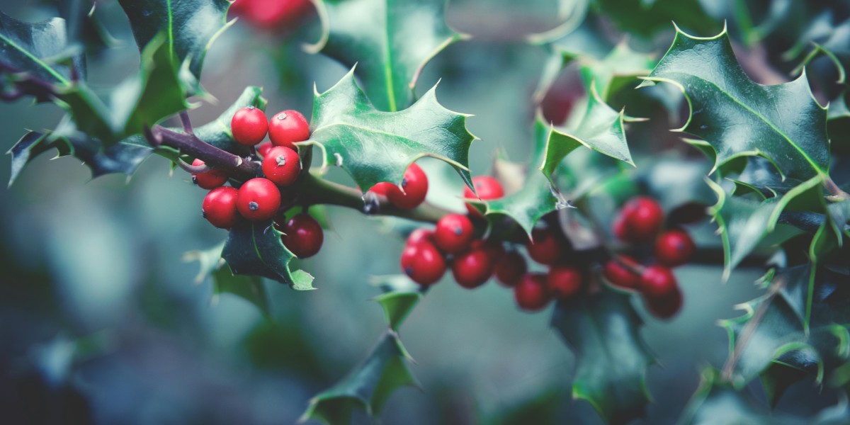 leggenda del vischio