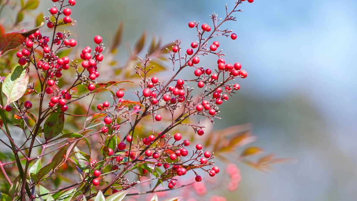 coltivare la nandina domestica