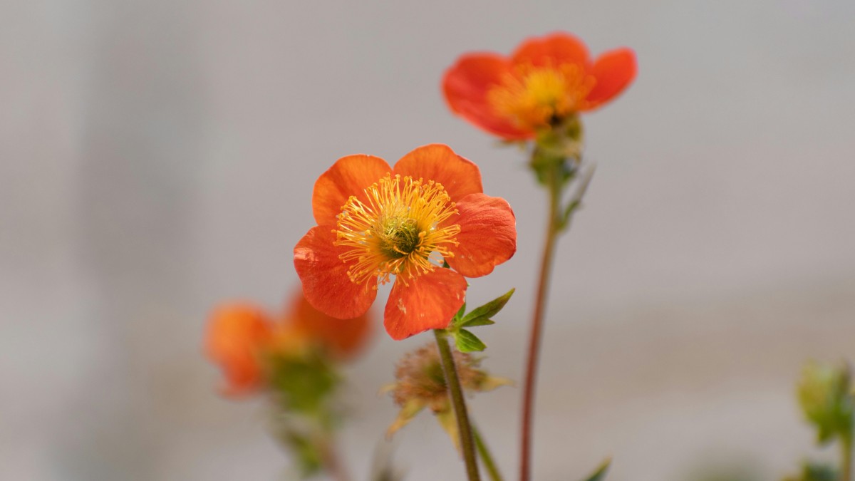 come coltivare il geum