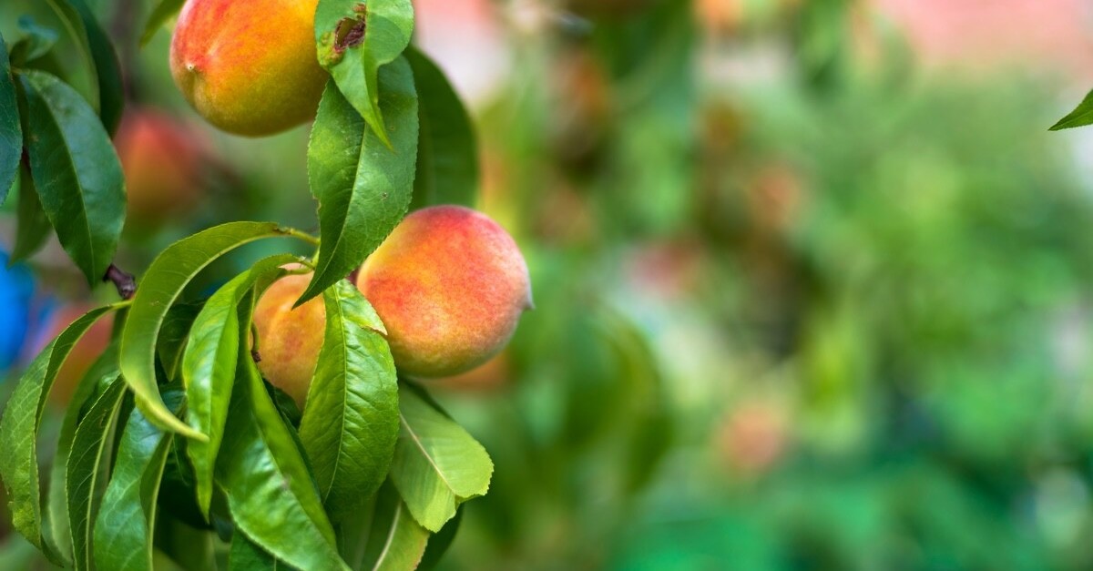 pianta di pesco
