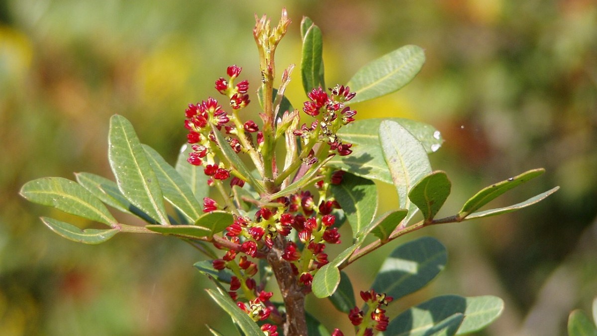 coltivare il lentisco