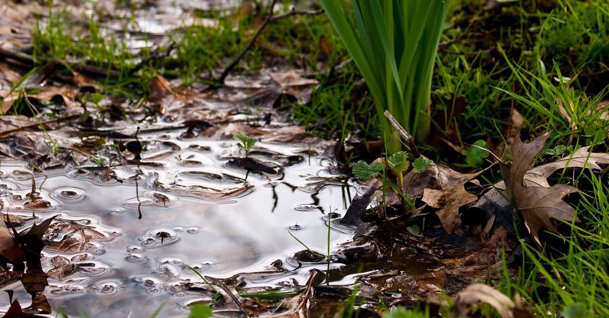 pozzanghera sul prato del giardino