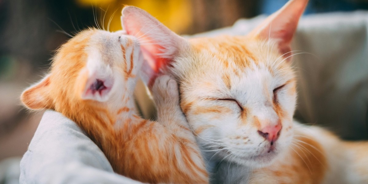 Un gatto nato da poco e la sua mamma