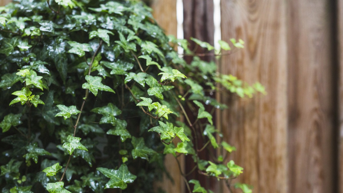 piante rampicanti muri