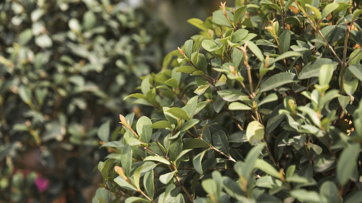 coltivare il lentisco