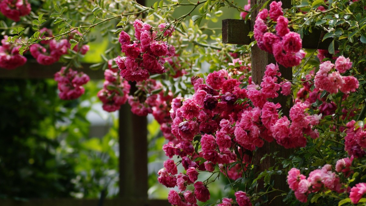 rose rampicanti in vaso