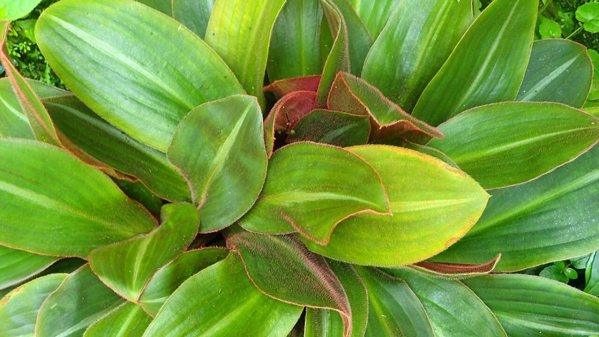 come coltivare la siderasis