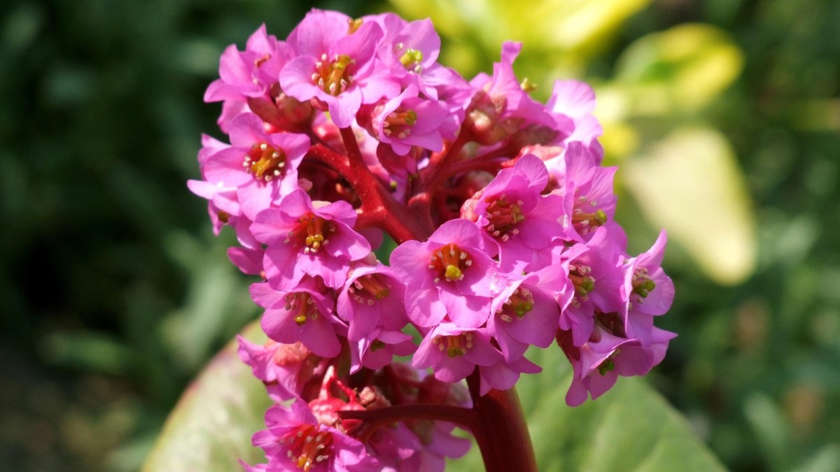 coltivare bergenia